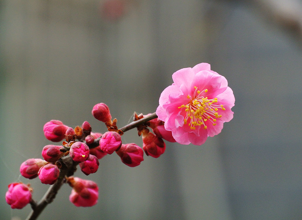 DSC_6661副本.jpg