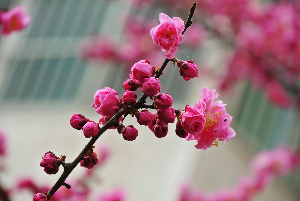 DSC_6662副本.jpg