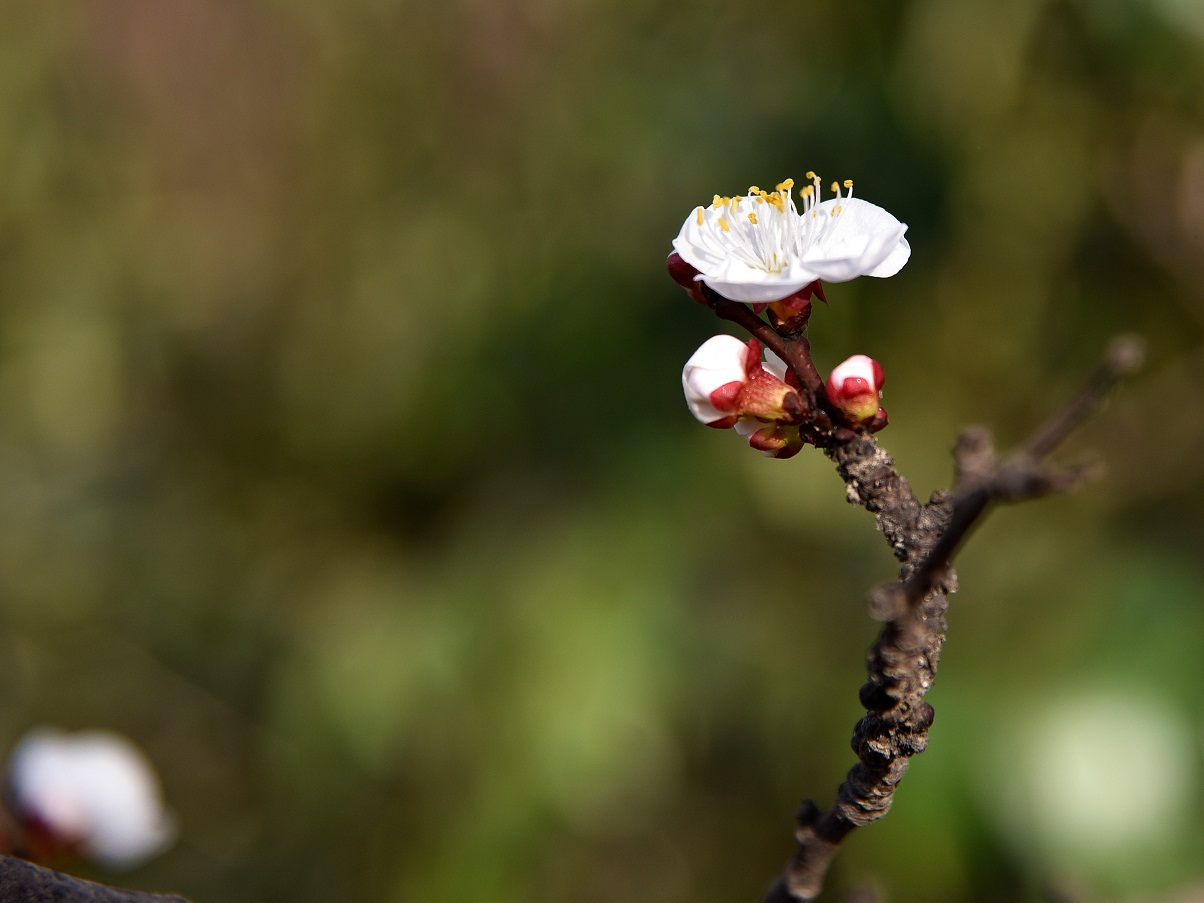 DSC_0217.JPG