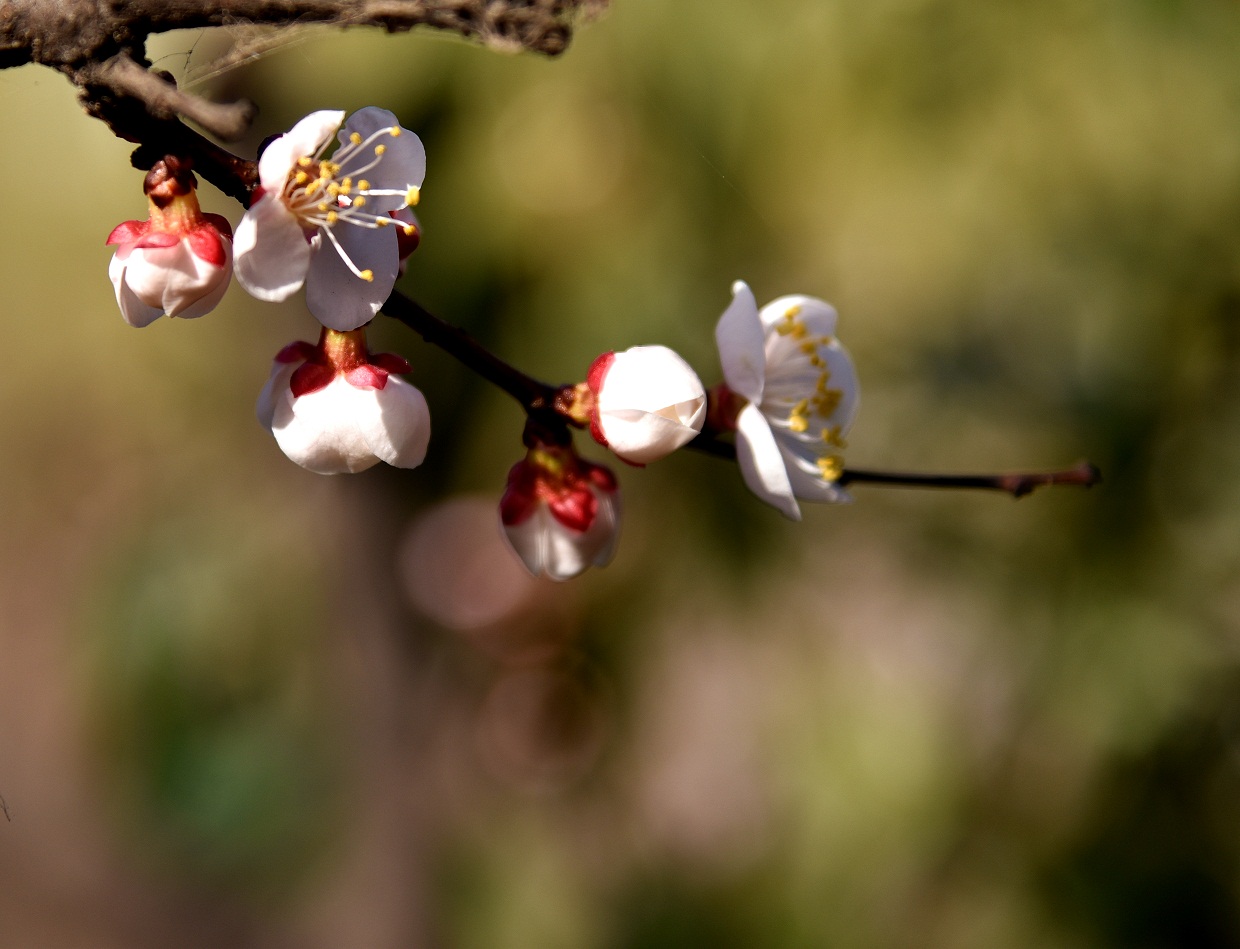 DSC_0220.JPG