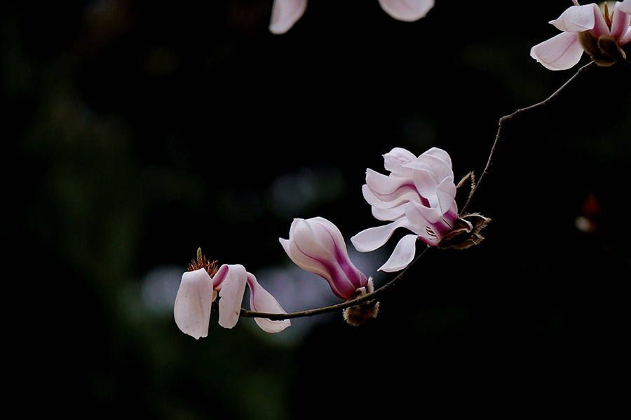 L9300397_副本.jpg