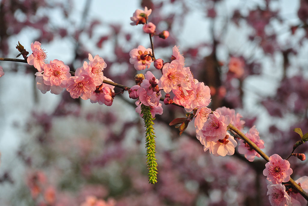 DSC_6702副本.jpg