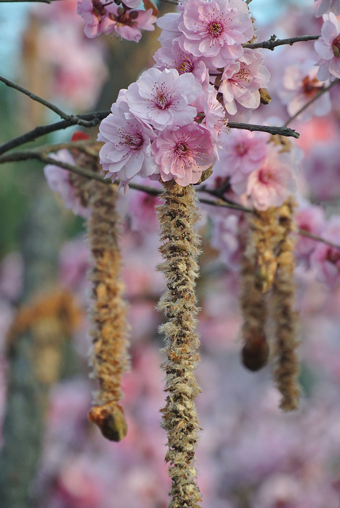 DSC_6703副本.jpg