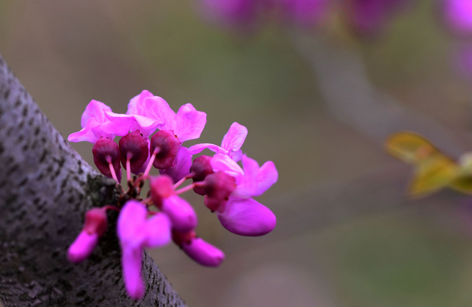 DSC_6509.JPG