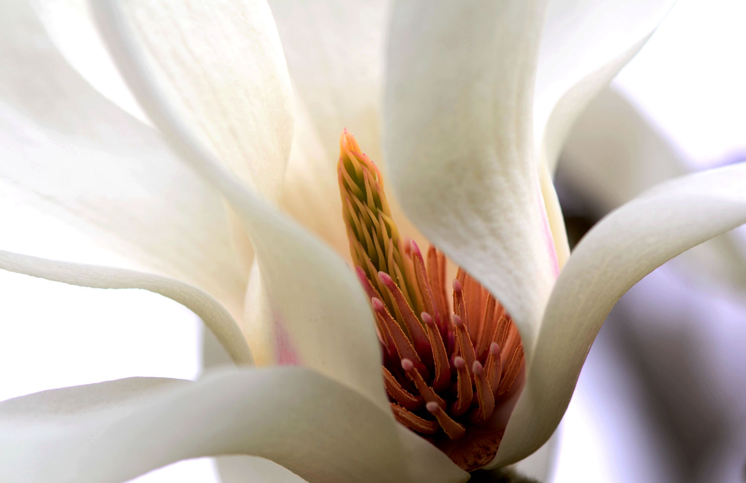 玉兰花之花蕊