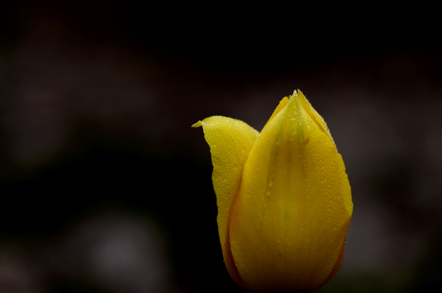 DSC_0114.JPG