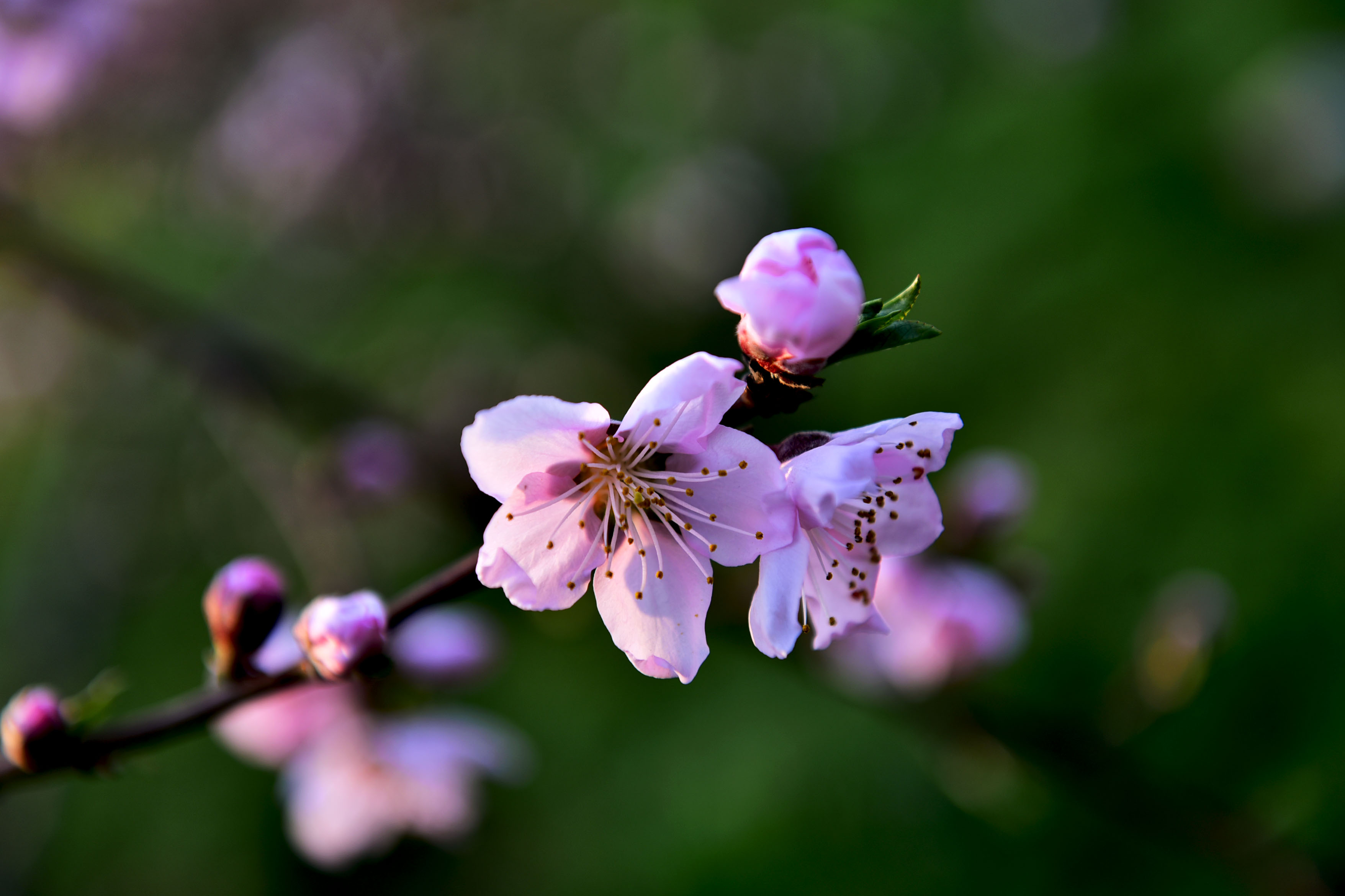 DSC_9801副本.jpg