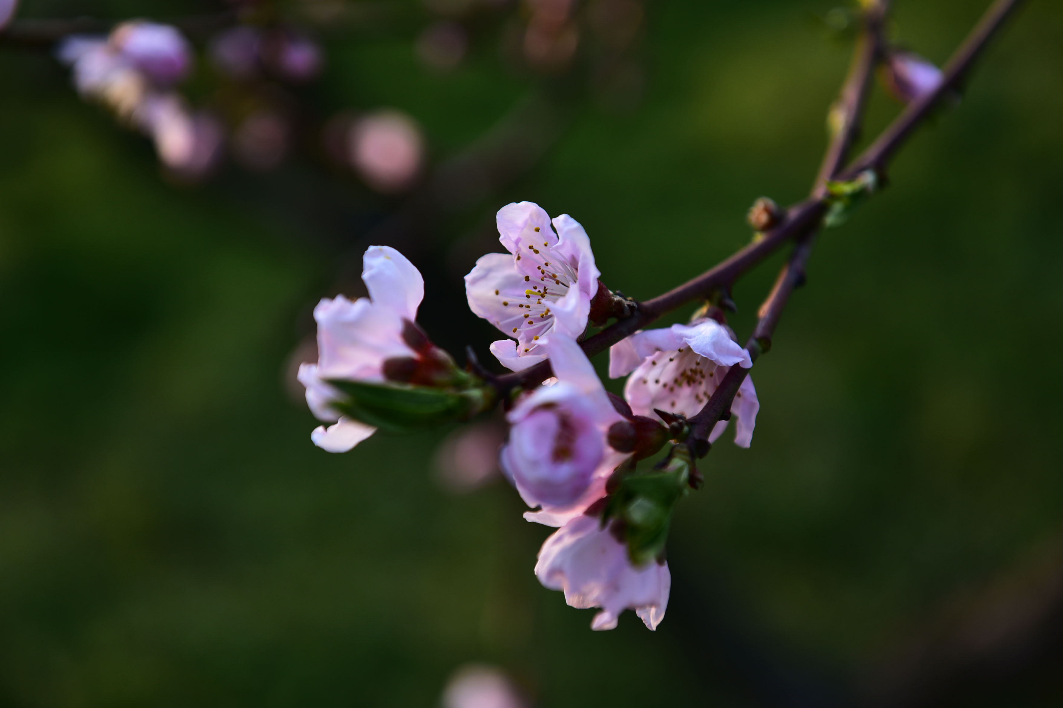 DSC_9802副本.jpg
