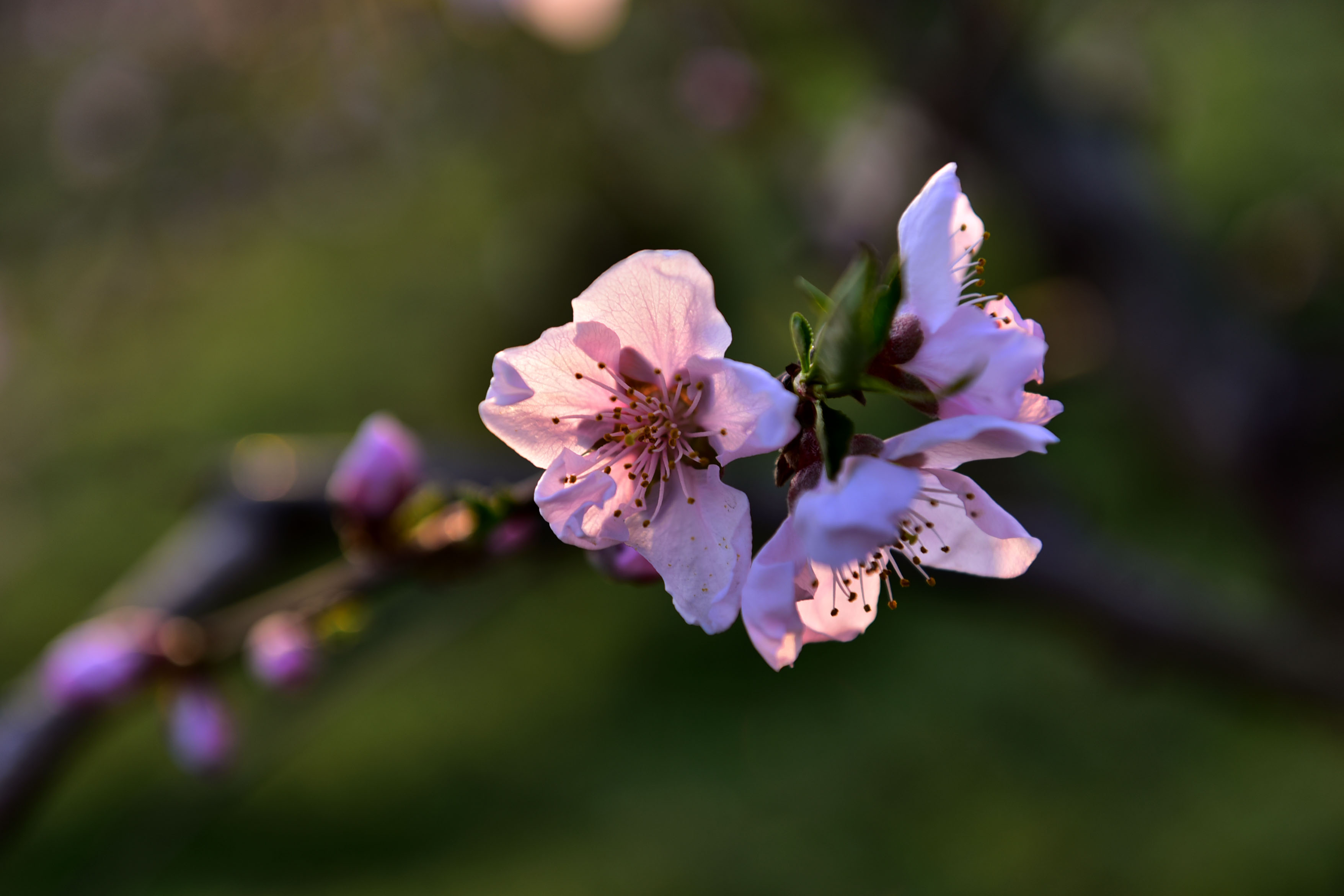 DSC_9815副本.jpg