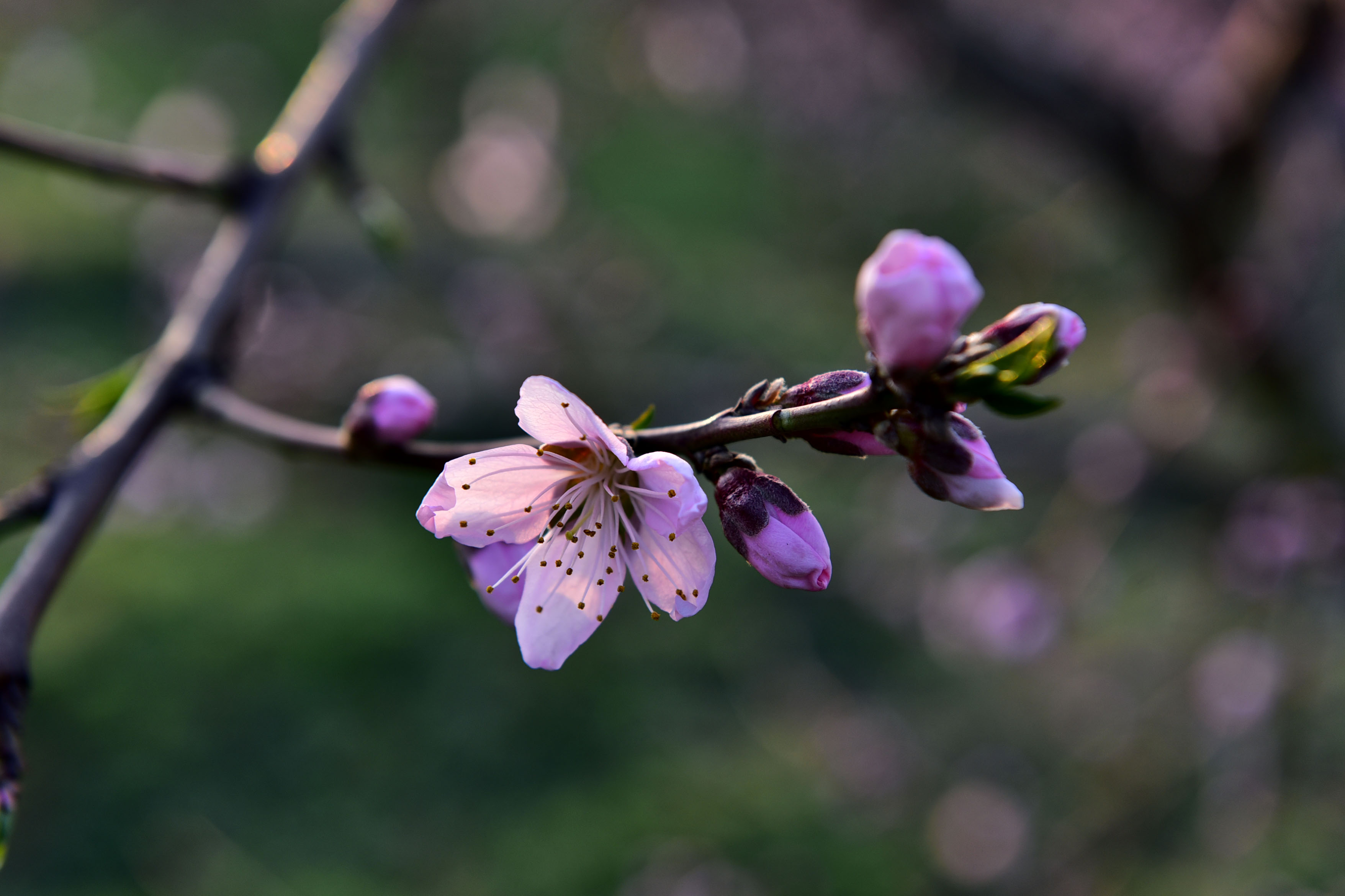DSC_9836副本.jpg