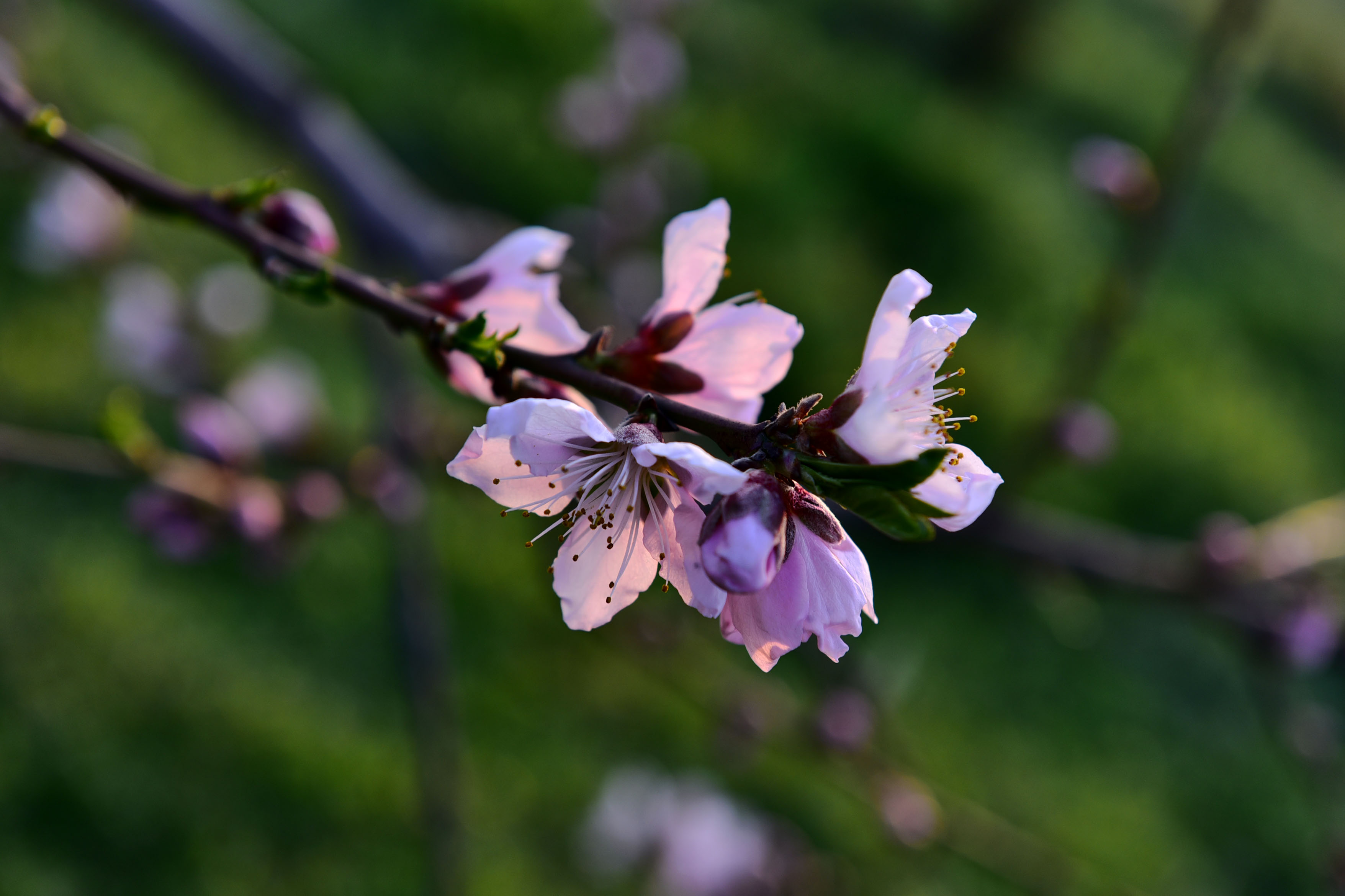 DSC_9837副本.jpg