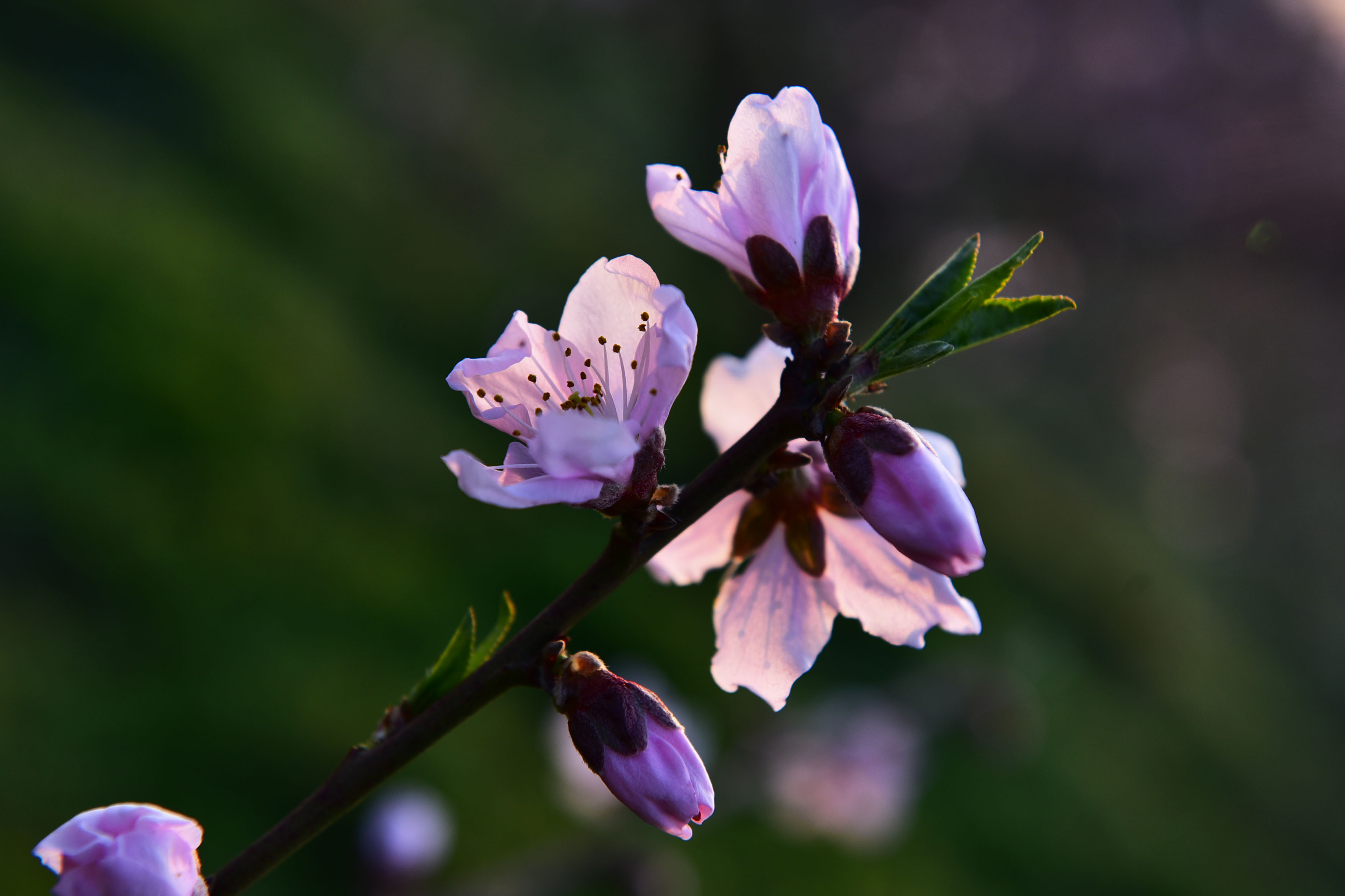 DSC_9840副本.jpg