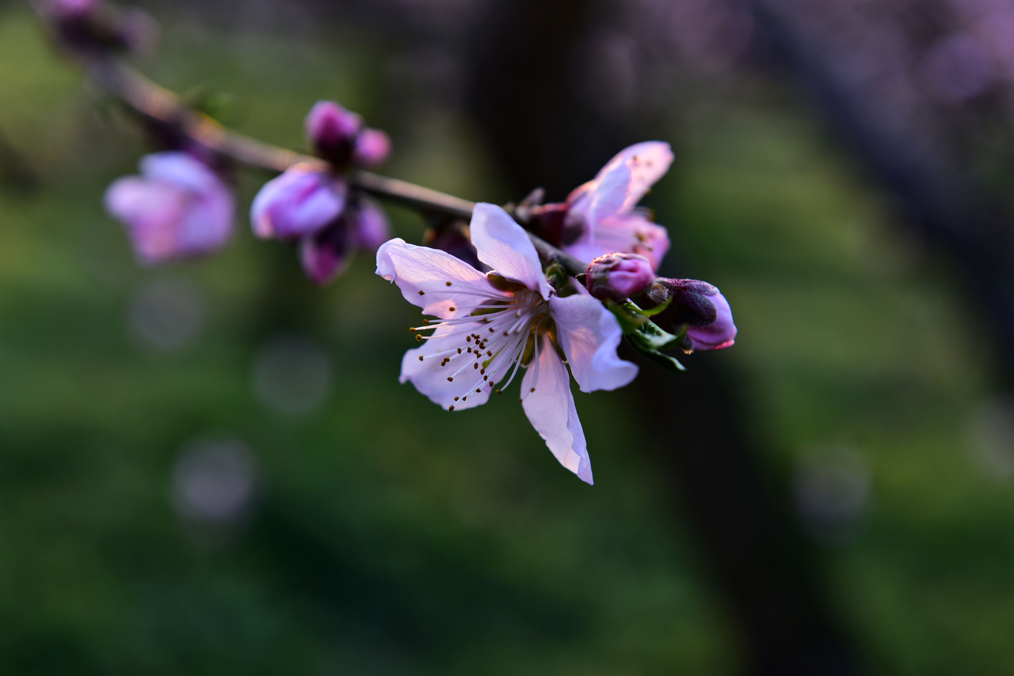 DSC_9848副本.jpg