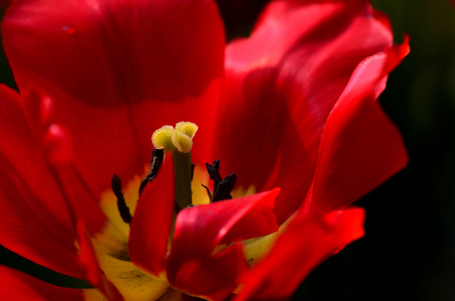 郁金香花蕊