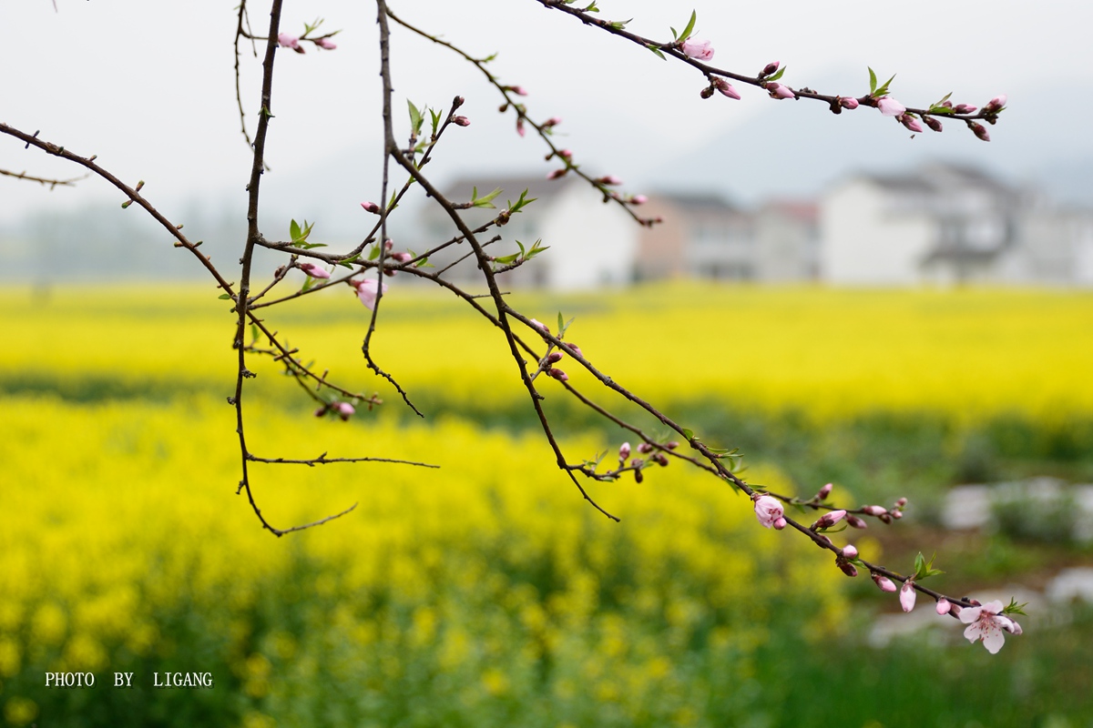 DSC_8375_副本.jpg