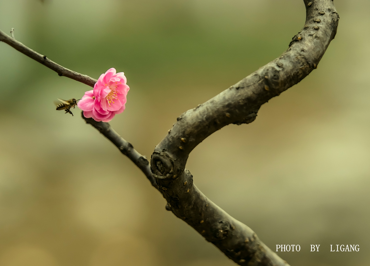 DSC_4395.1_副本.jpg