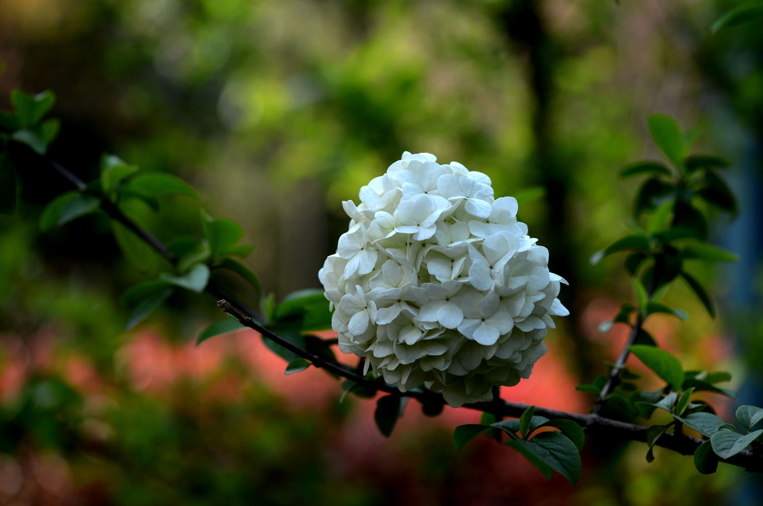 斗球花