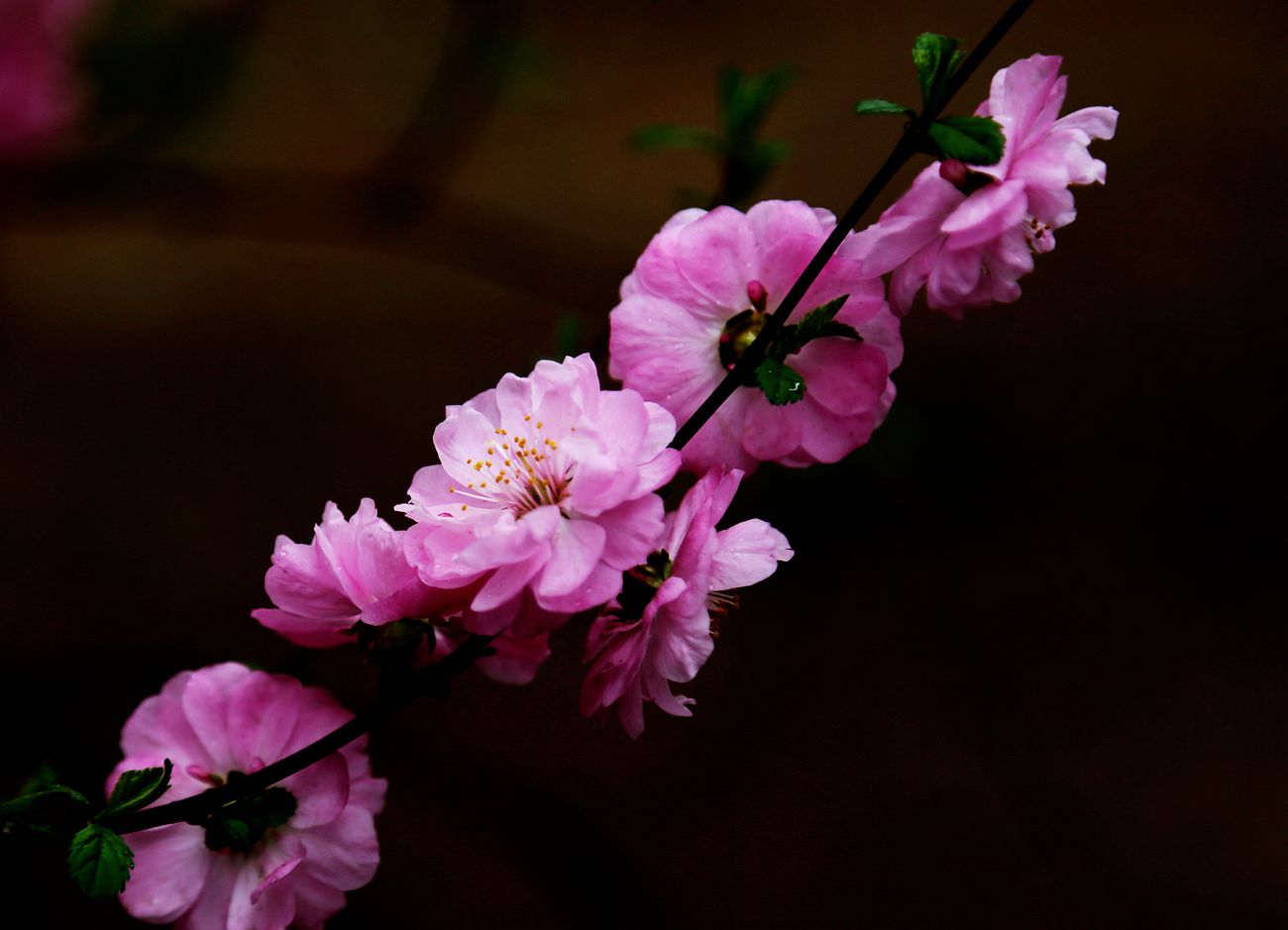 IMG_4605_副本.jpg