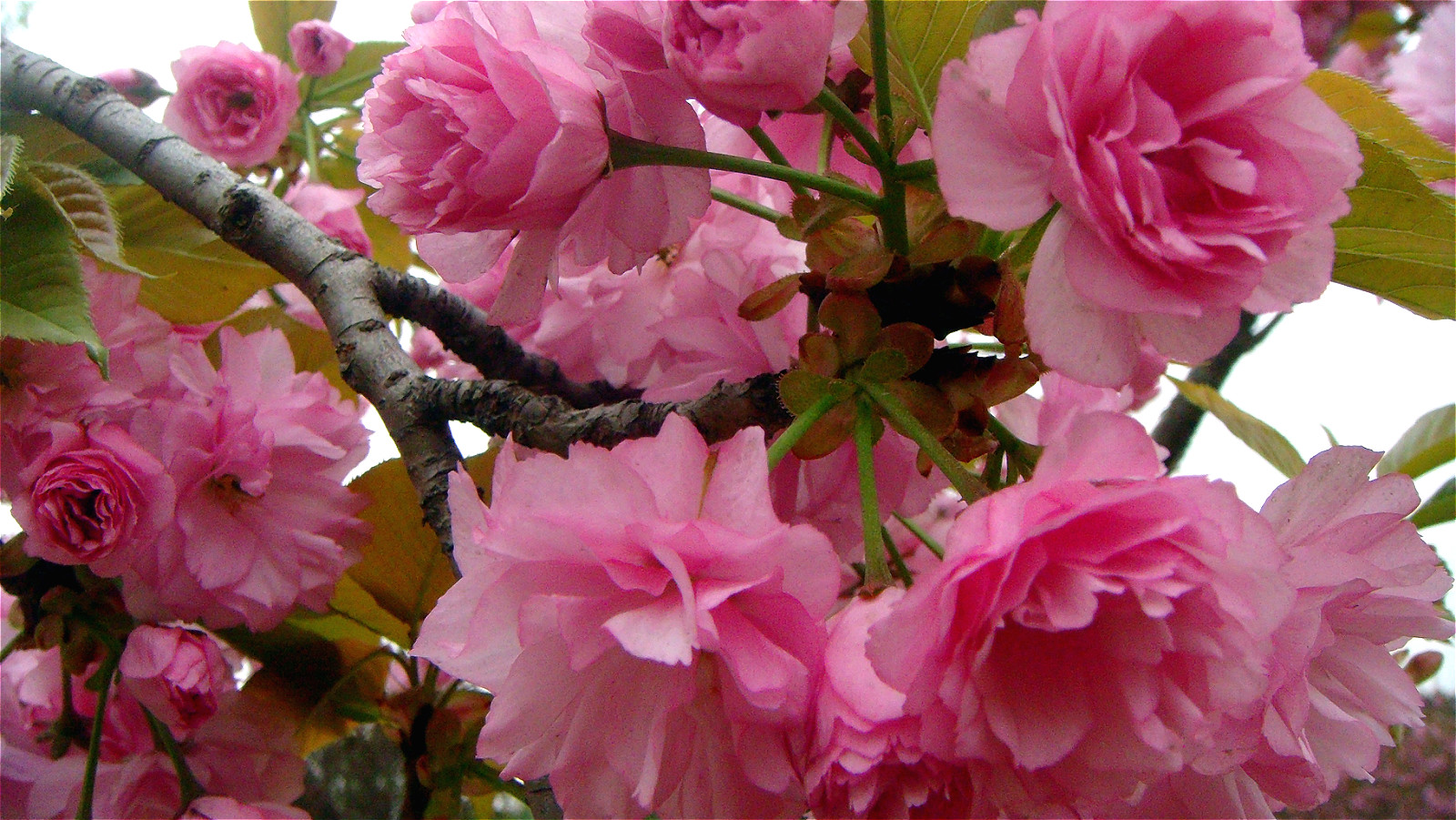DSC09979_meitu_31.jpg