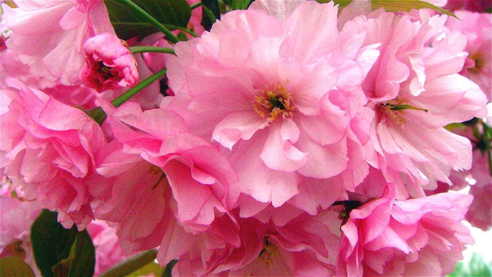 DSC09957_meitu_12.jpg