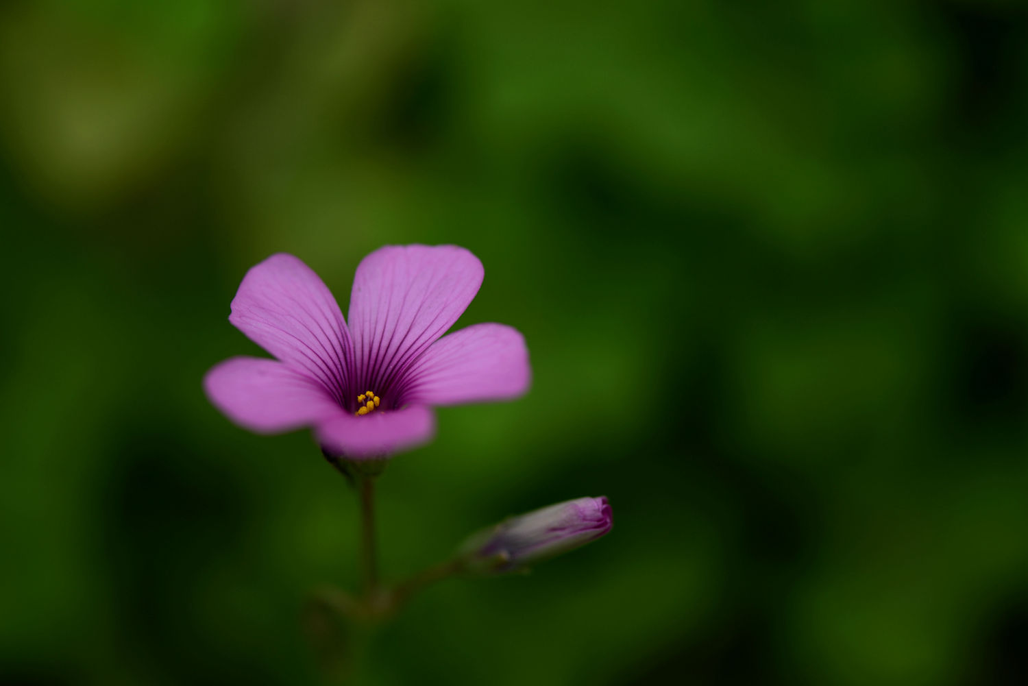 红花炸酱草