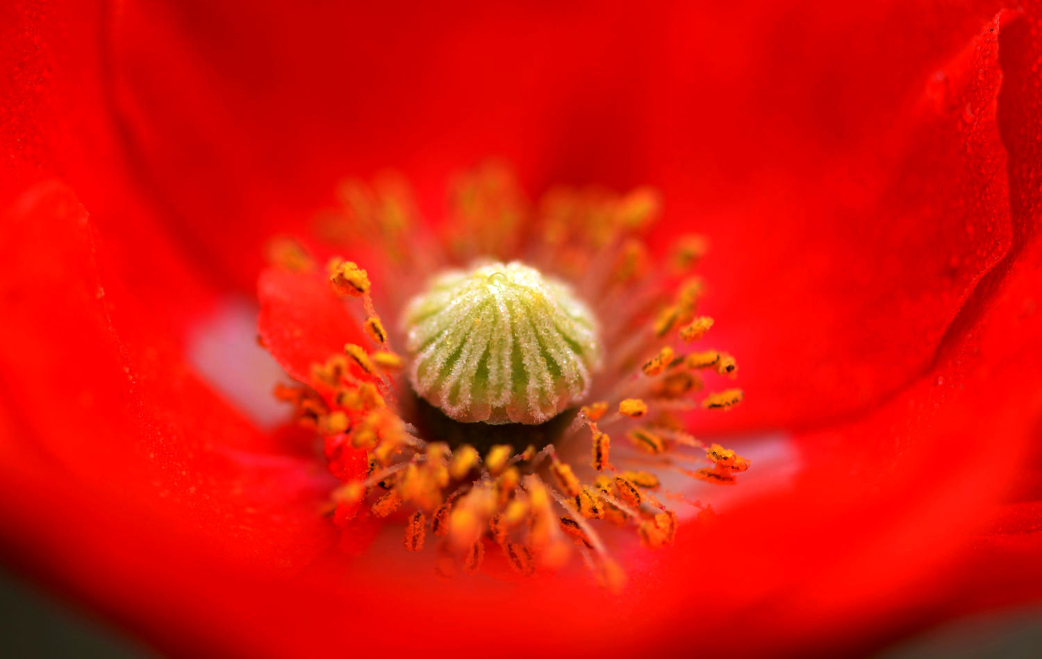 虞美人花蕊
