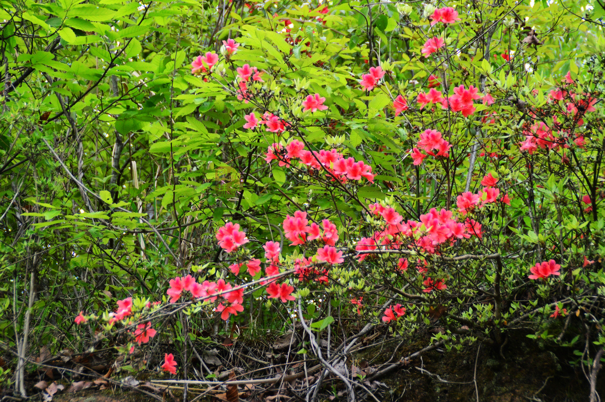DSC_6553_副本.JPG