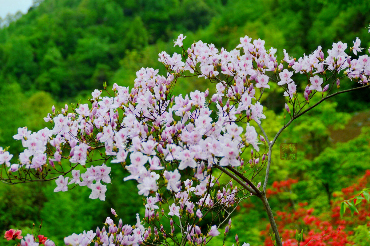DSC_6595_副本.jpg