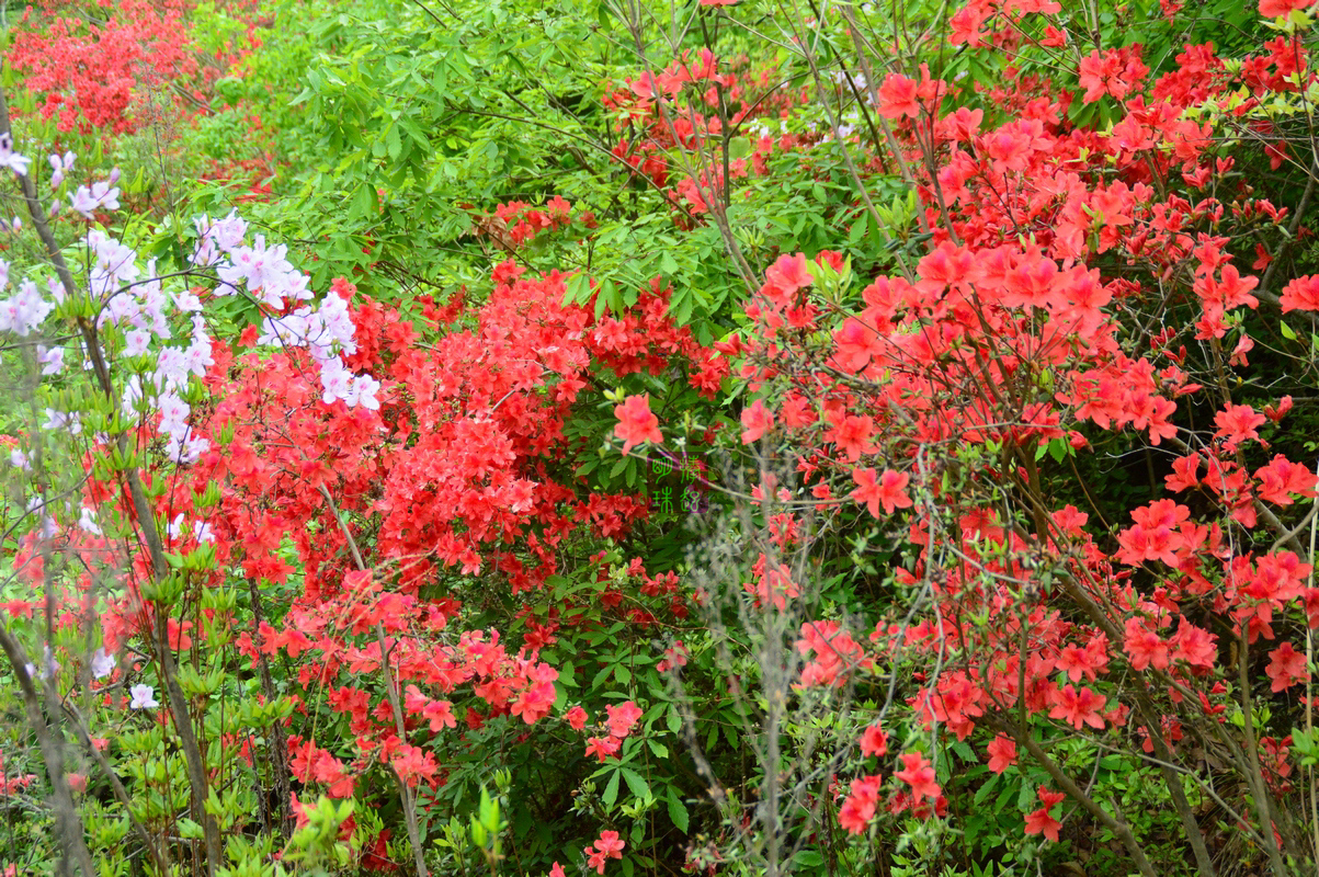DSC_6596_副本.JPG