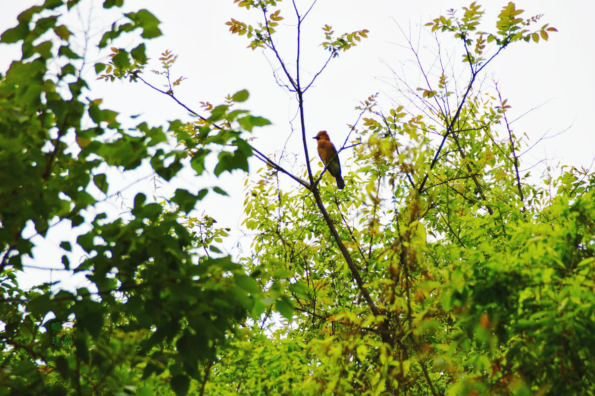DSC_6657.JPG