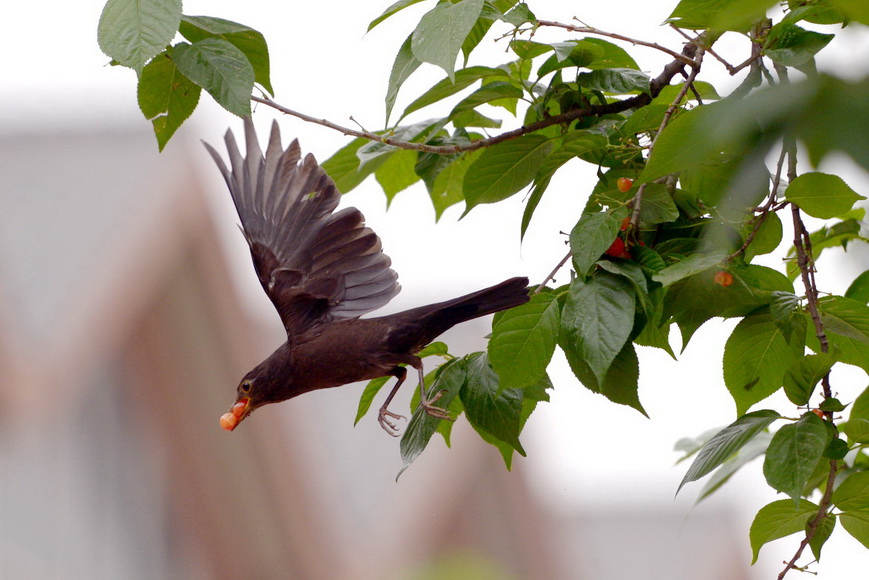 DSC_9461_调整大小.JPG