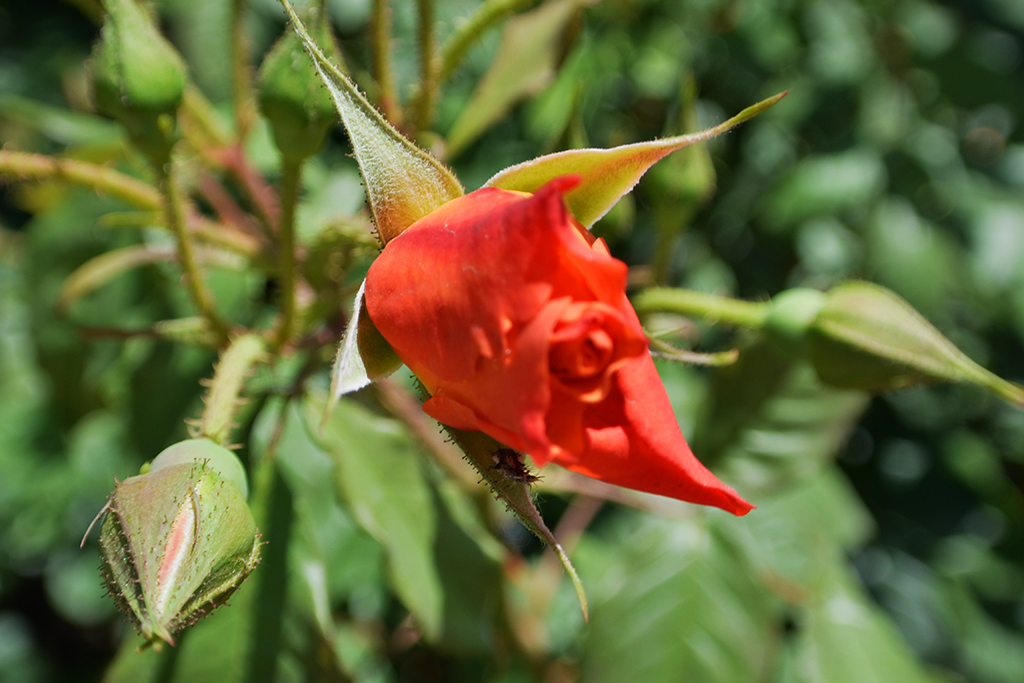 DSC_0162副本.jpg