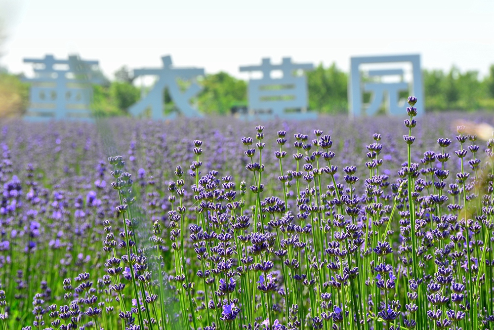 薰衣草花香 (7).jpg