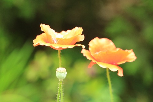 5G1A7336.JPG
