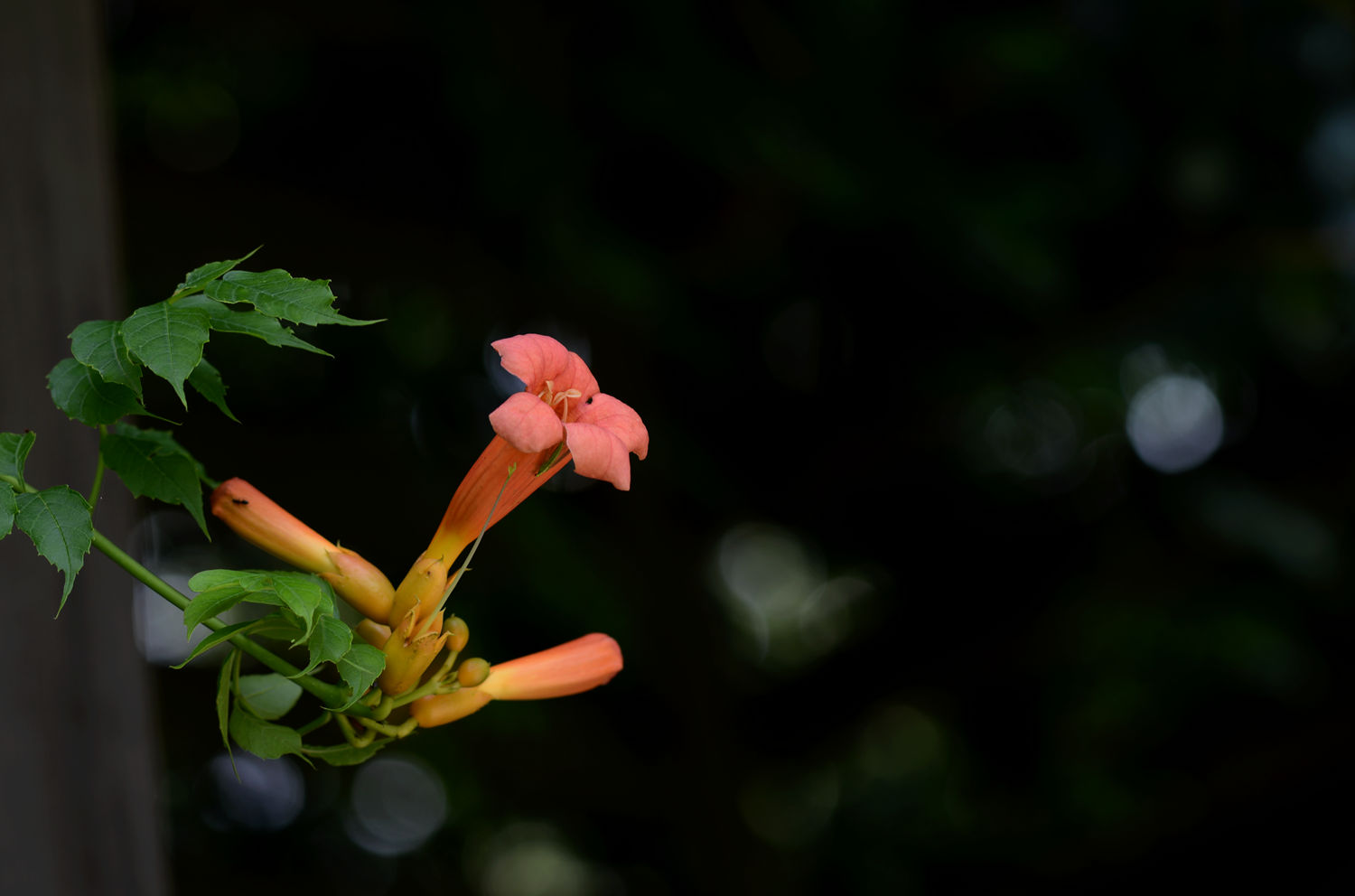 凌霄花