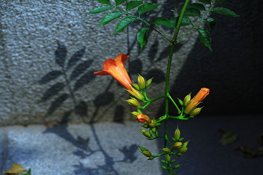 凌霄花 149_副本.jpg