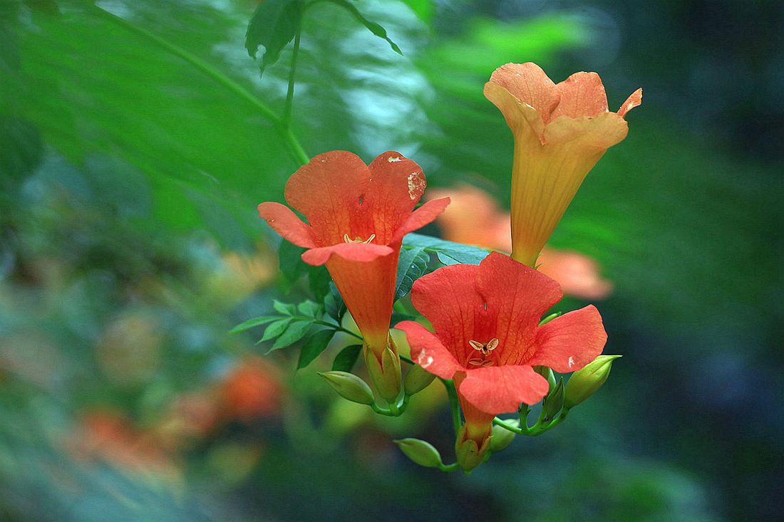 凌霄花 179_副本.jpg