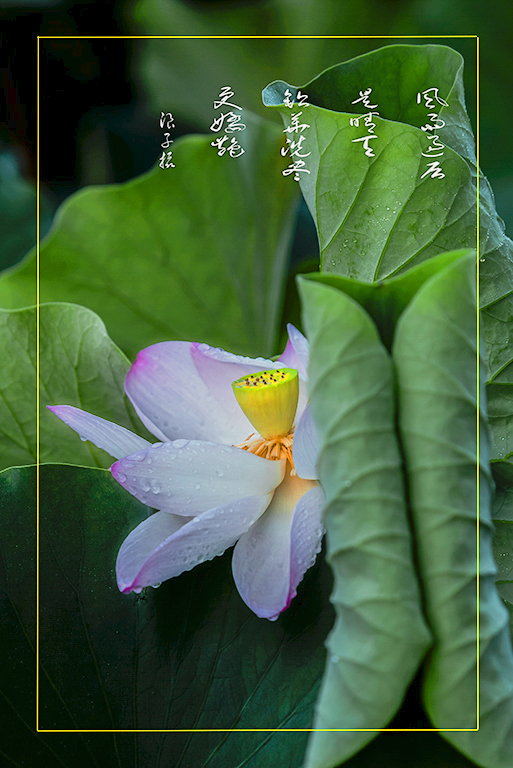 LIU_7469副本.jpg2.jpg