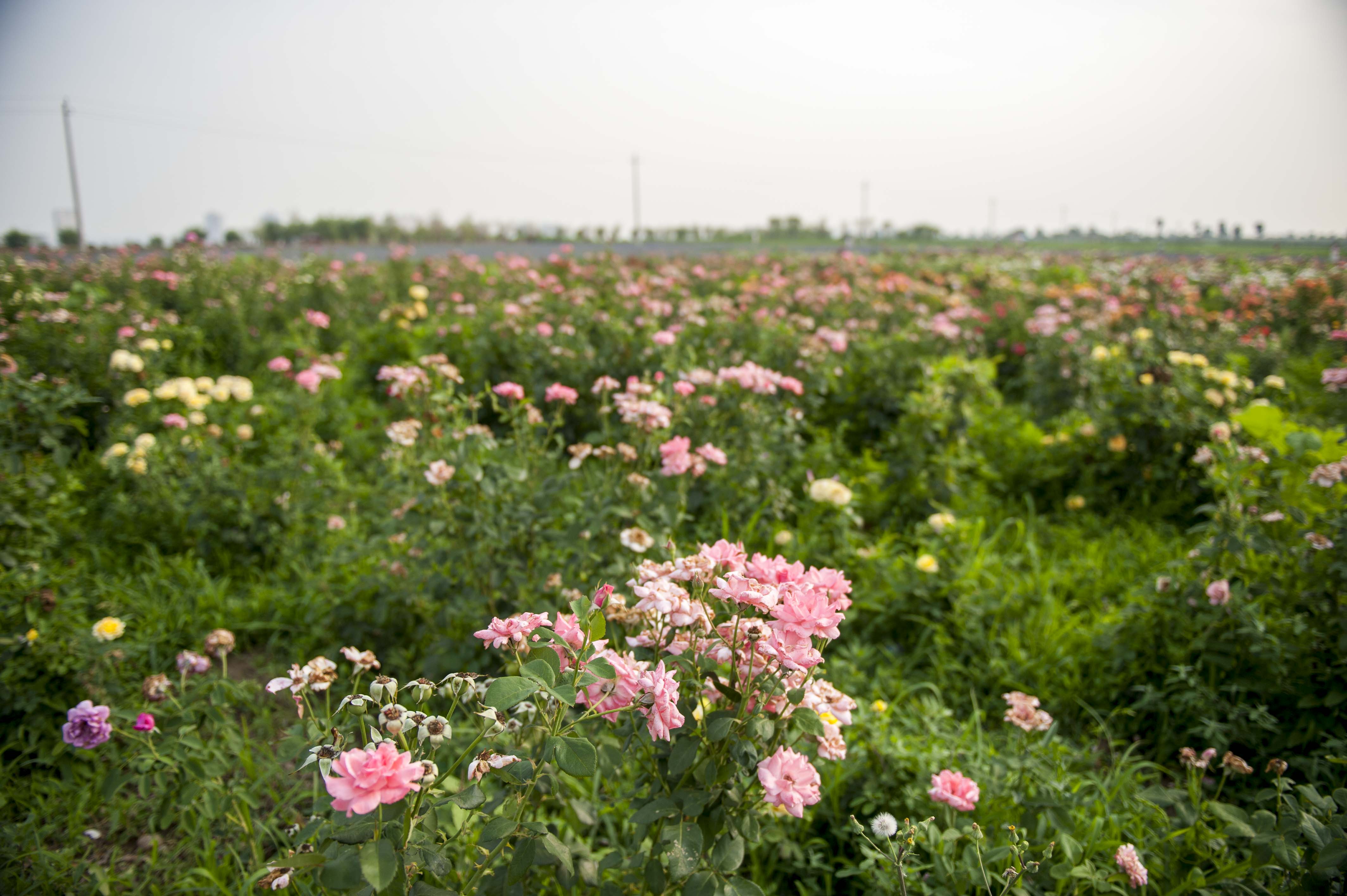 西部芳香园JL9_1665.JPG