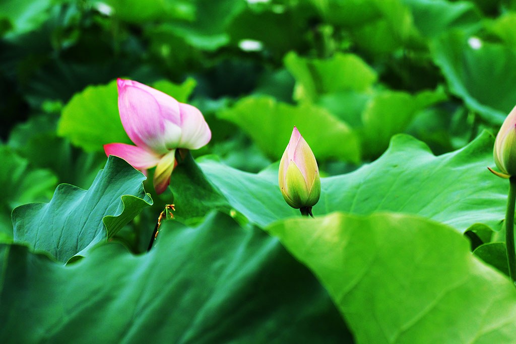 DSC_1075副本.jpg