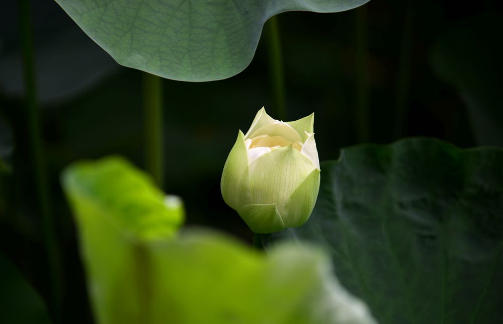 DSC_1168_副本1.jpg