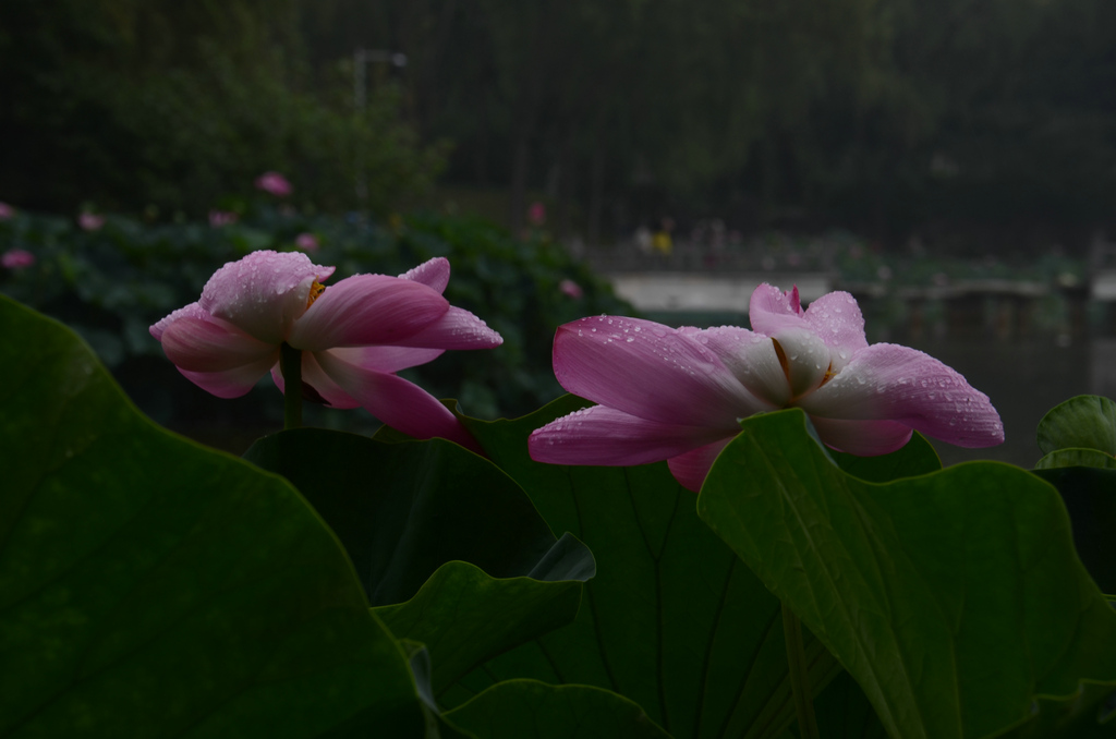 DSC_5097.JPG