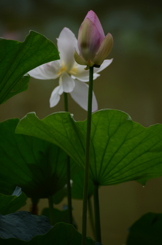 DSC_5165.JPG