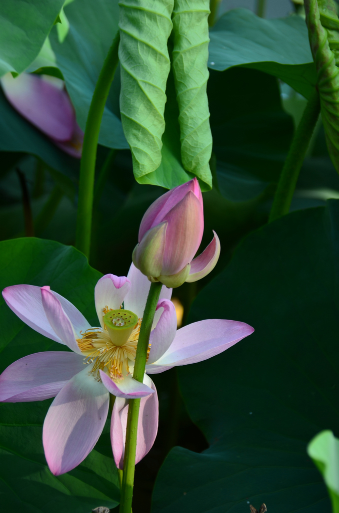 DSC_4557.JPG