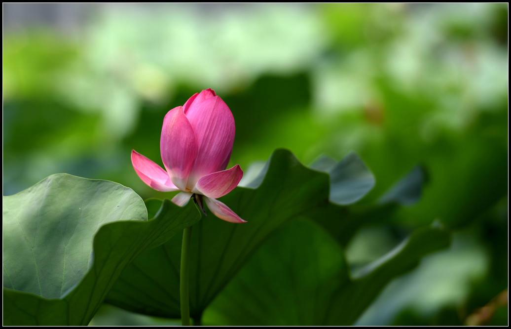 DSC_0985_副本.jpg