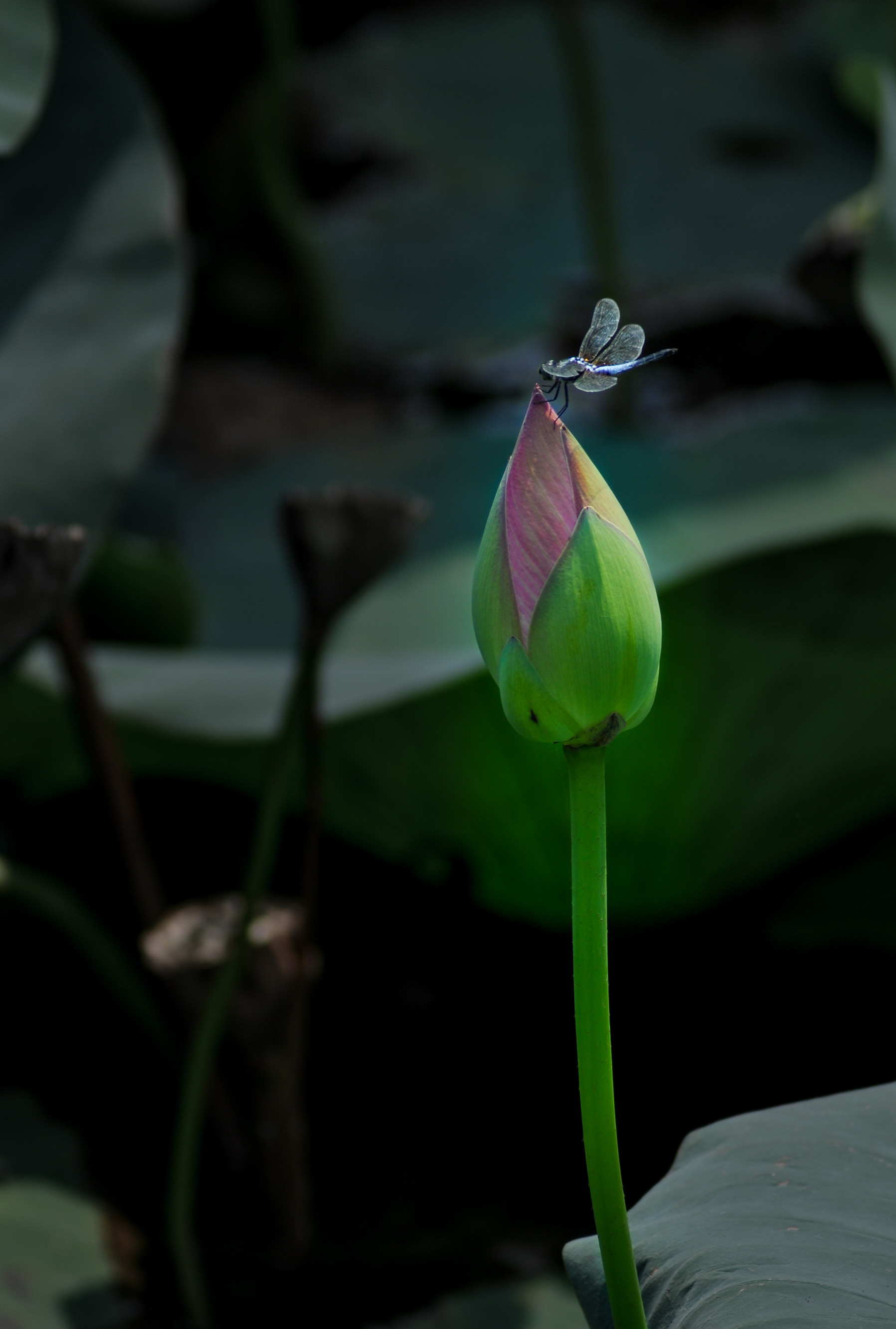 DSC_0545_副本.jpg