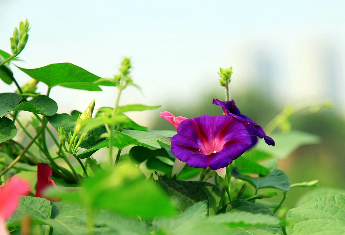 花 1481_副本.jpg