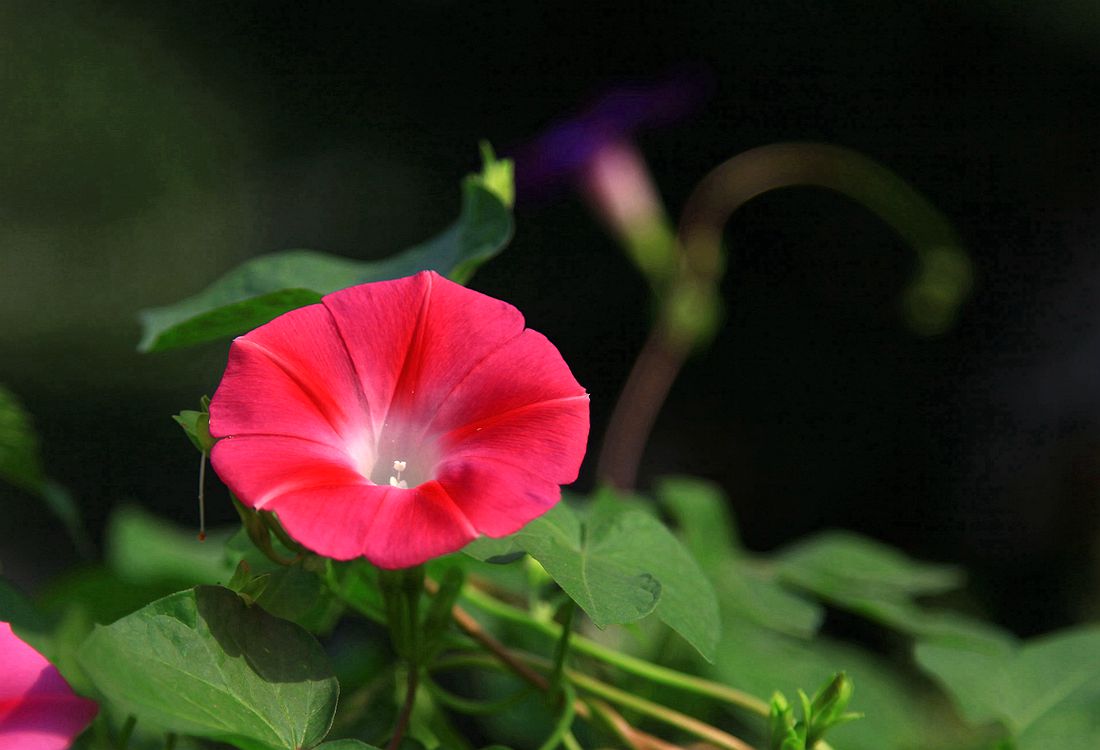 花 1486_副本.jpg