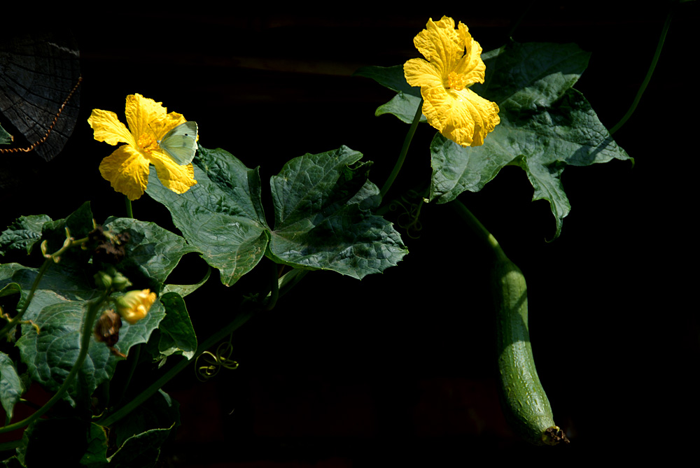 丝瓜花.jpg