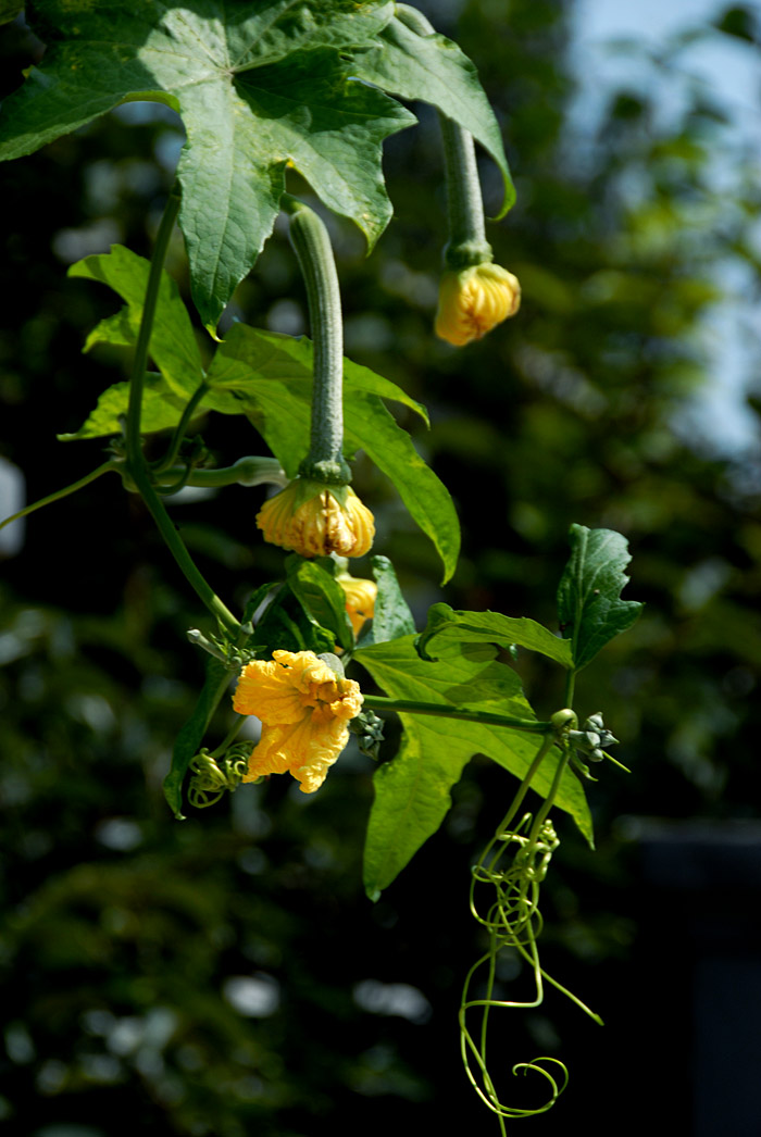 丝瓜花 (9).jpg